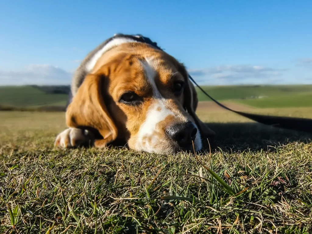 Dealing with the loss of a pet through art